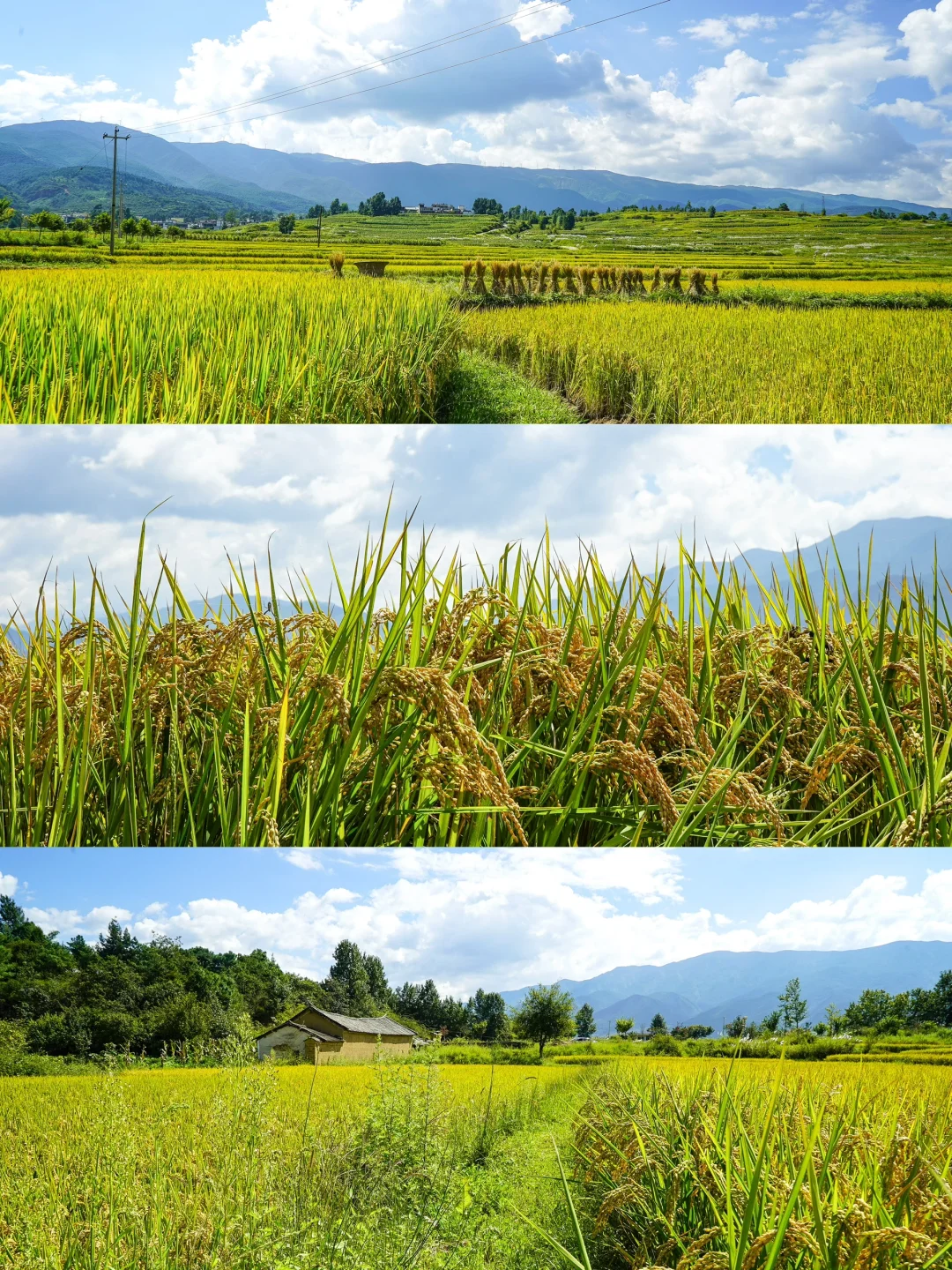 秋日稻浪 | 丰收前最美的沉默与期待 🍂🌾