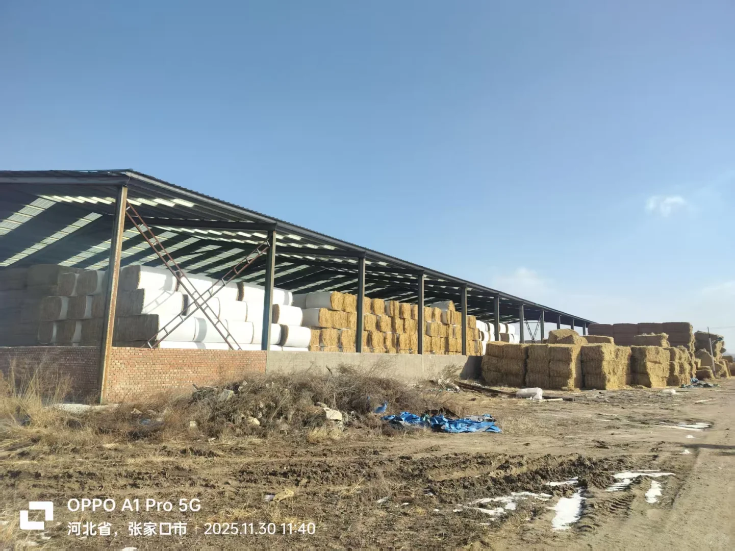 张家口活畜勘察1230