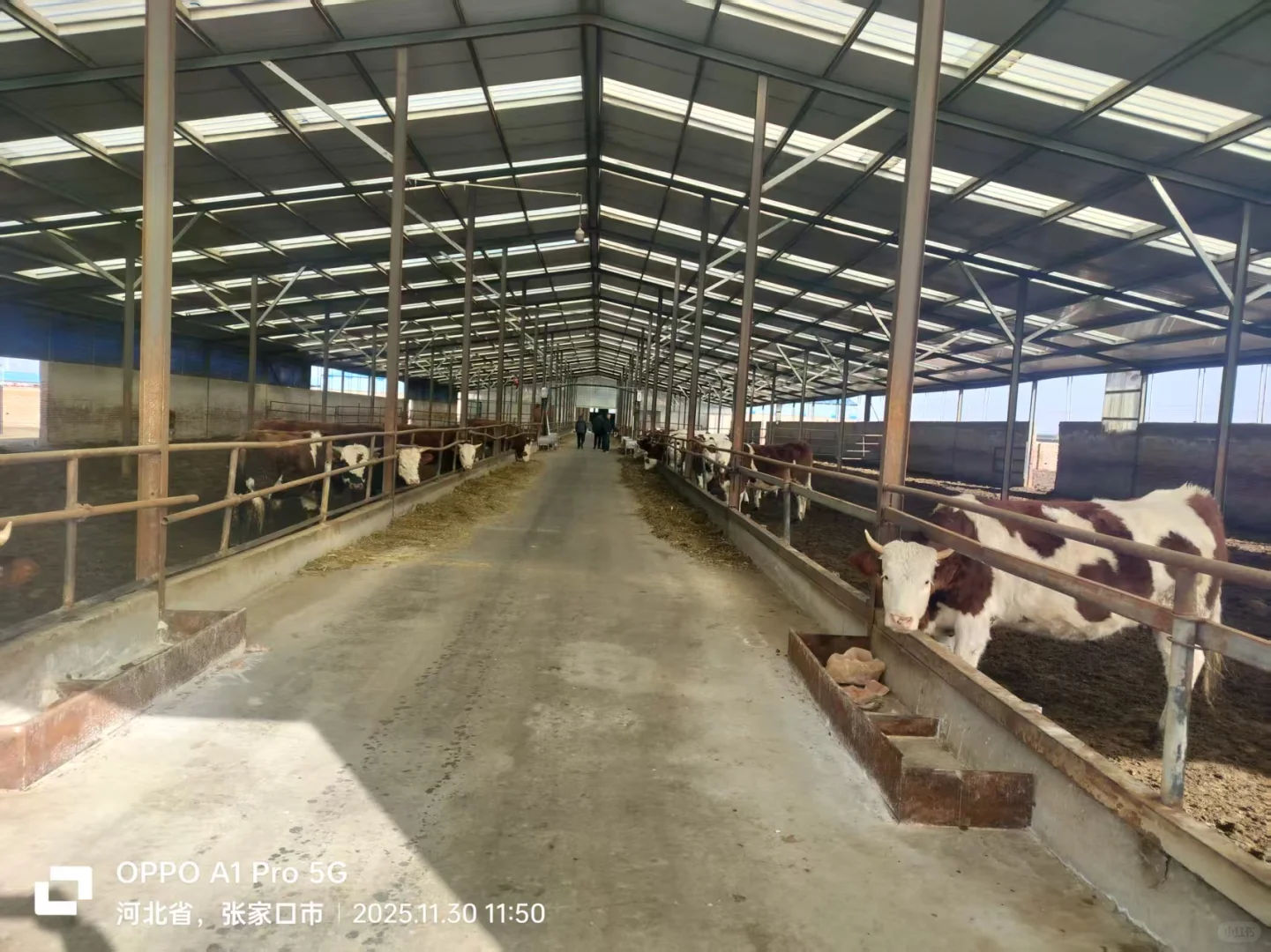 张家口活畜勘察1230