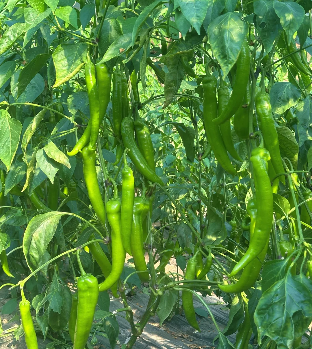 🌱从田间到舌尖 | 解锁生态农业的治愈