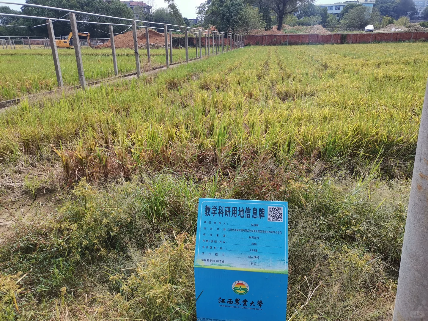 江西农业大学水稻田