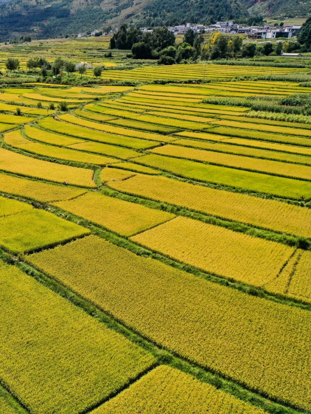 秋日稻浪 | 丰收前最美的沉默与期待 🍂🌾