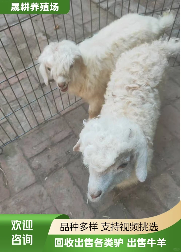 忻州宠物羊养殖场