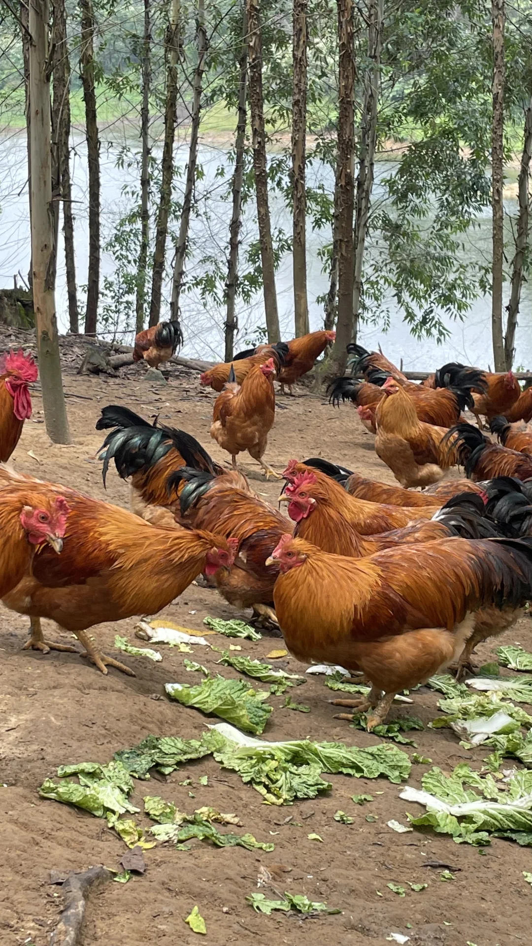 放养土鸡依山傍水