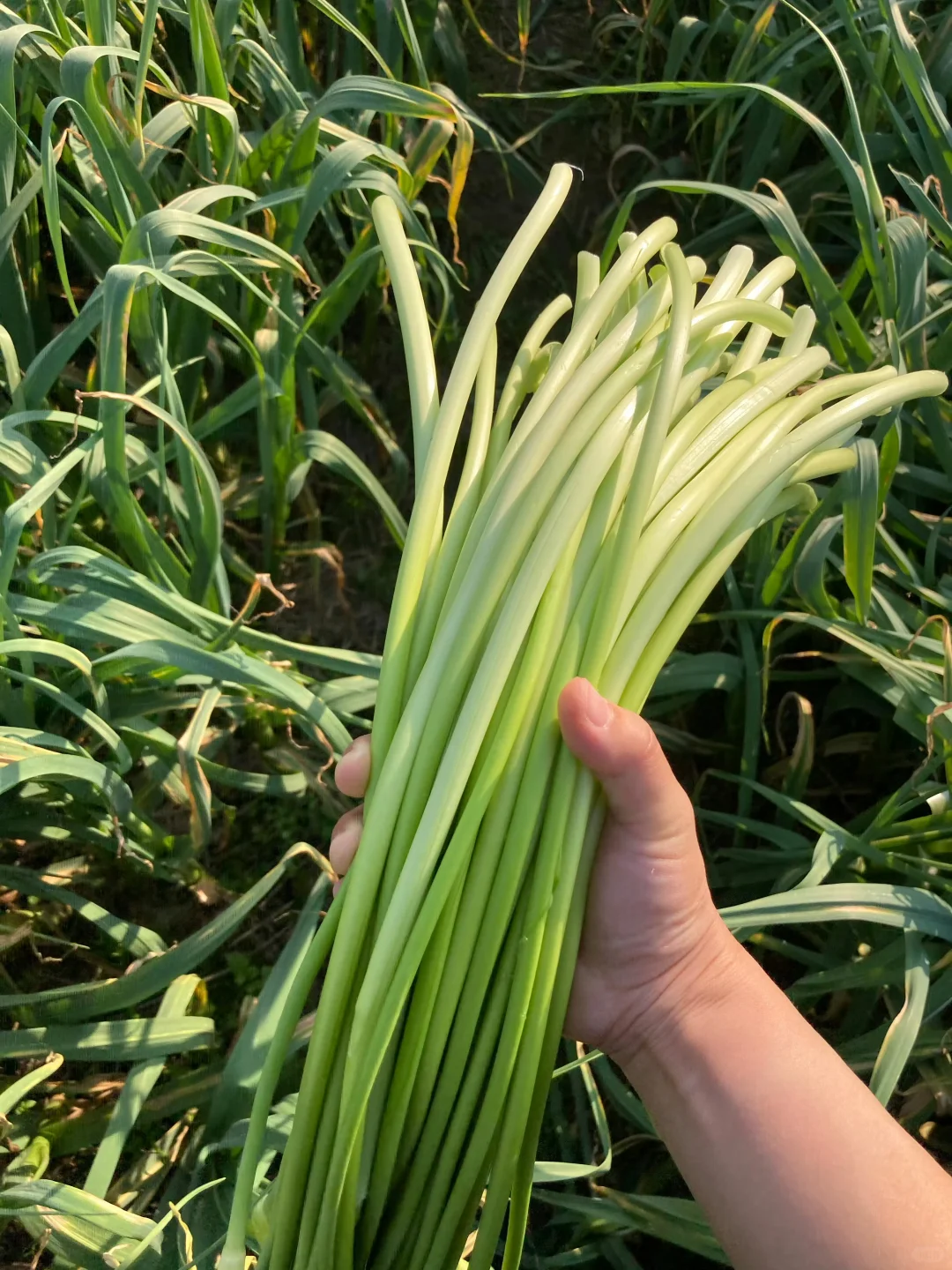 老爸说六块钱发一箱，也不要烂地里！