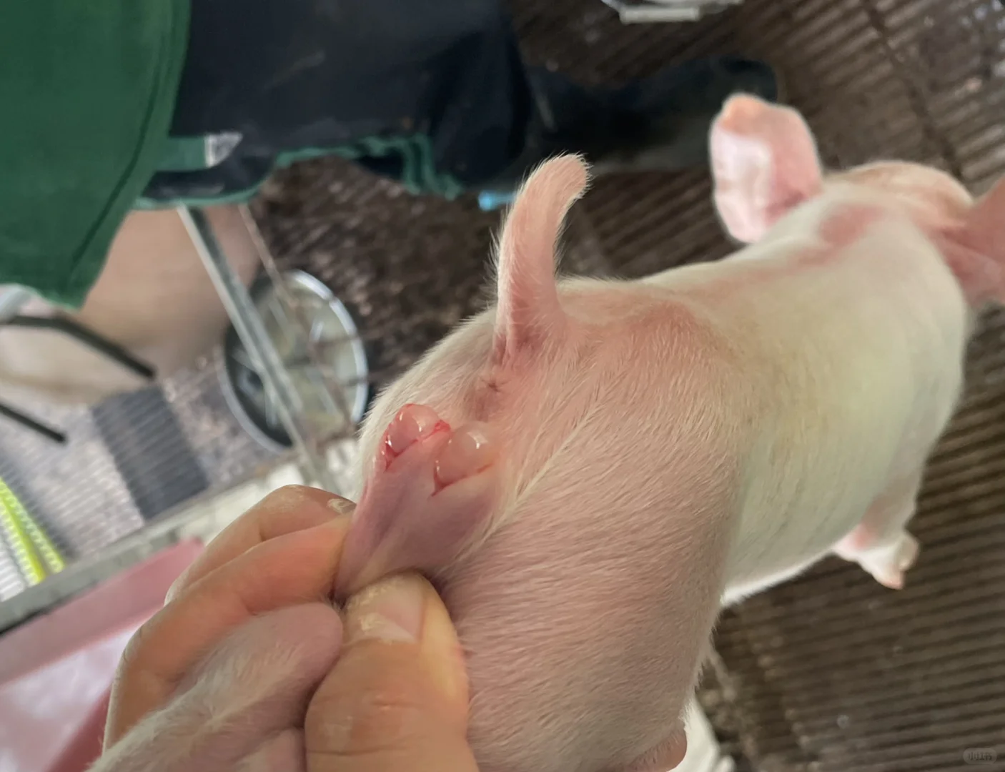 兽医专业毕业后进猪场——产房篇