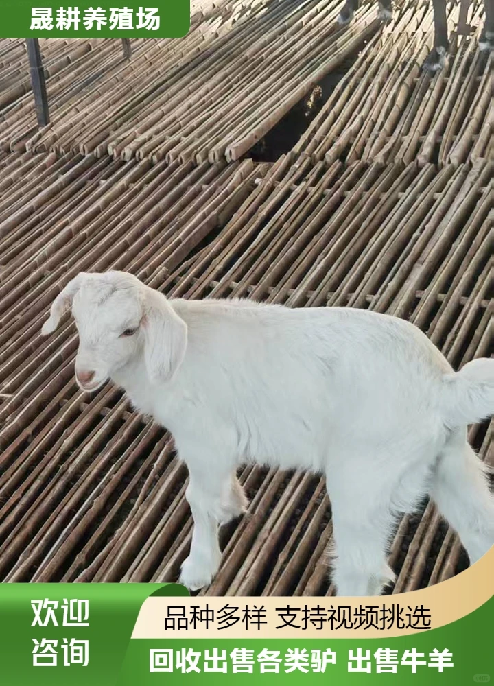 忻州宠物羊养殖场