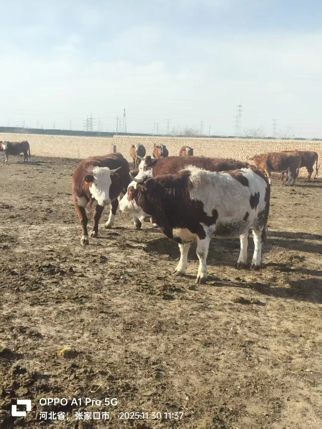 张家口活畜勘察1230