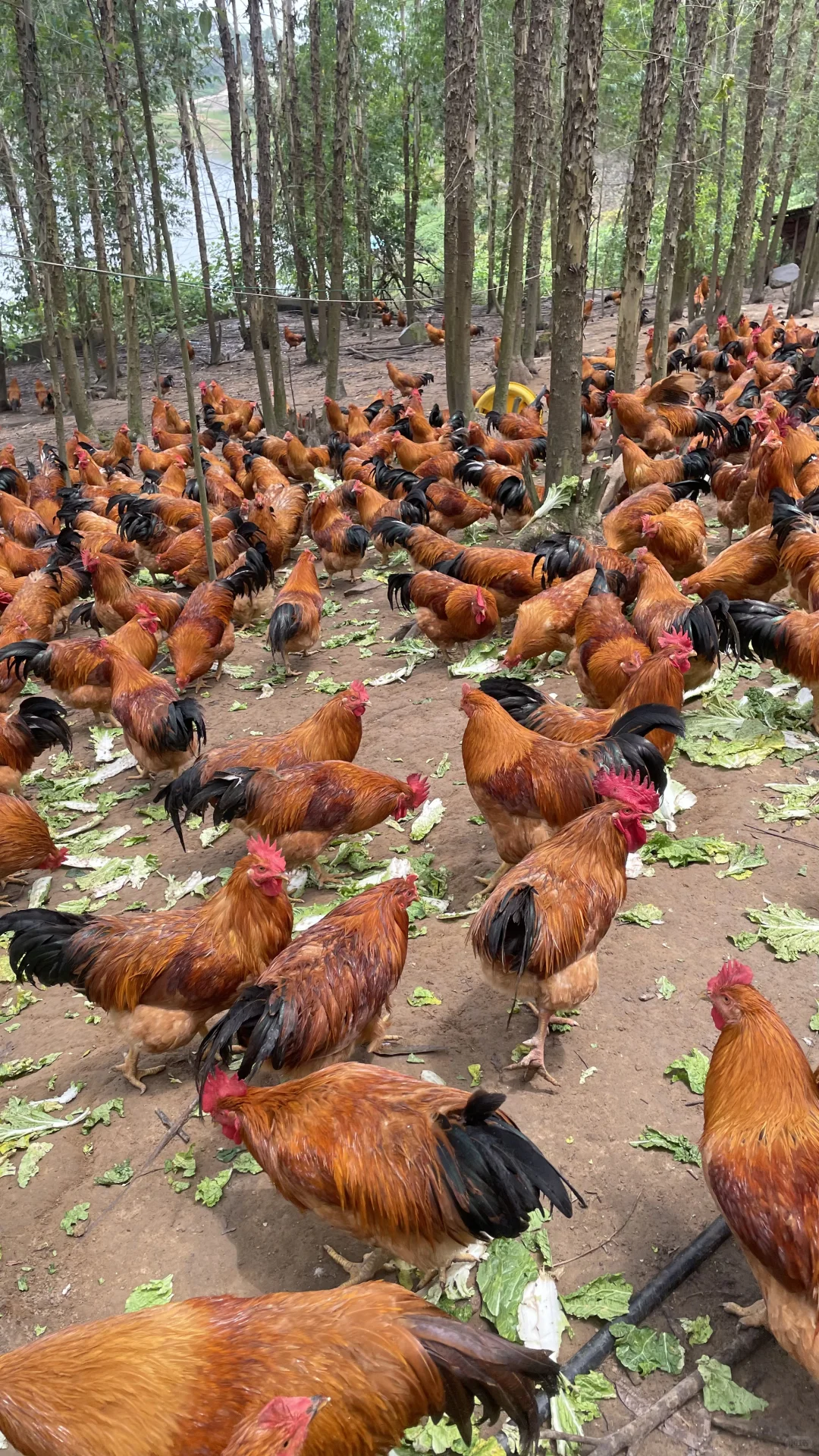 放养土鸡依山傍水