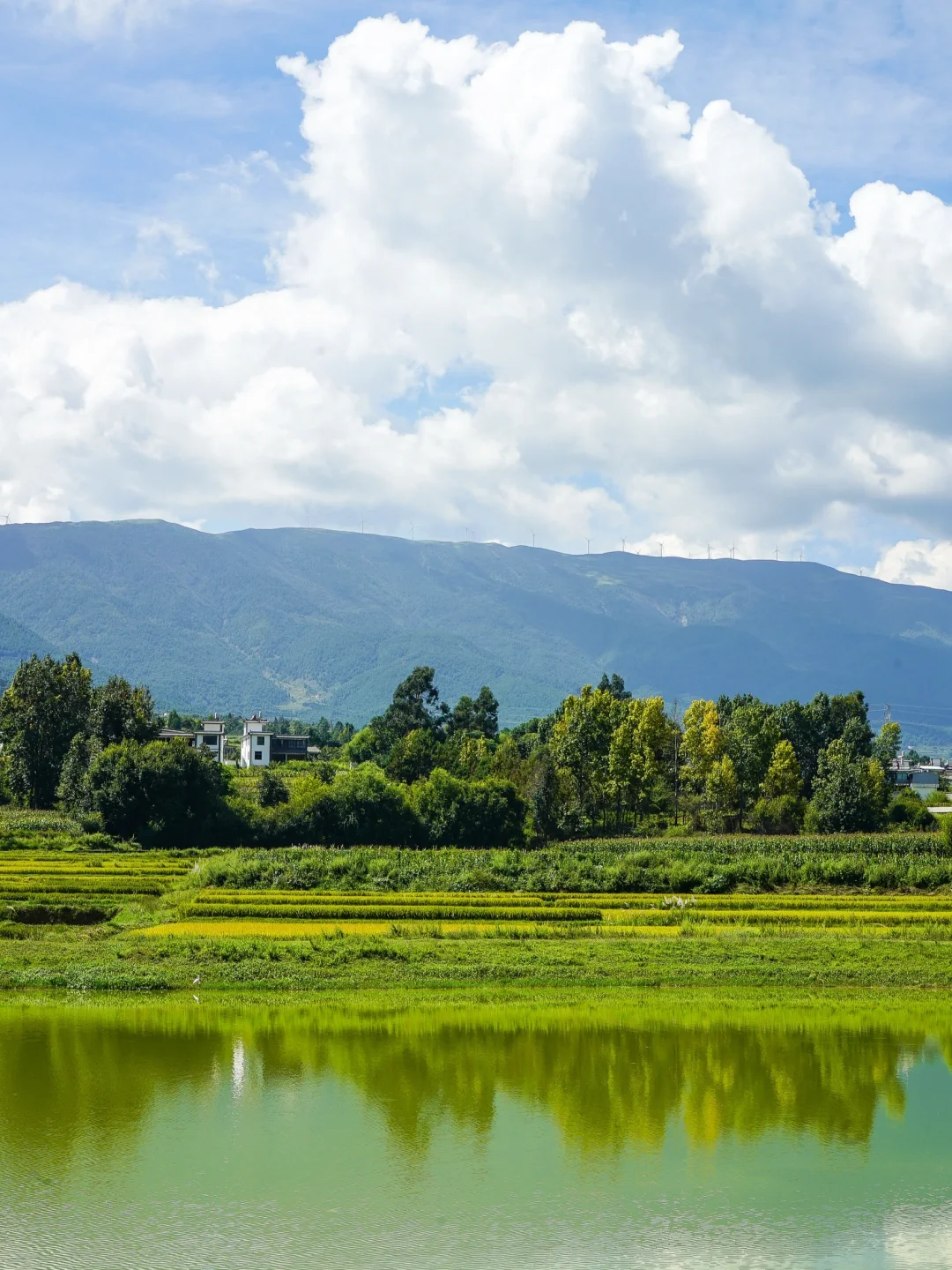 秋日稻浪 | 丰收前最美的沉默与期待 🍂🌾