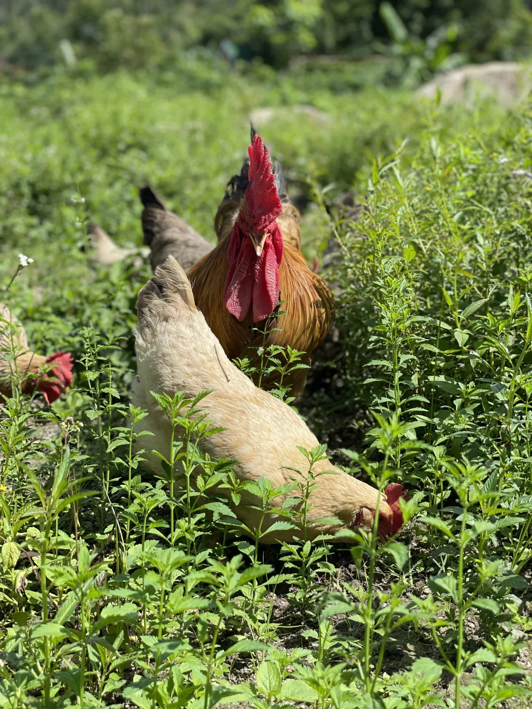散养的快活鸡，没有烦恼的鸡会更美味吧