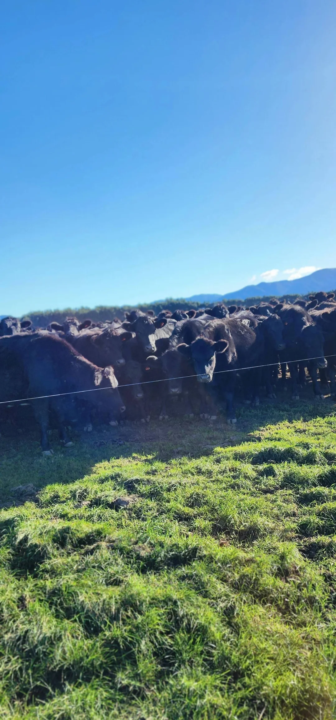我们实现了从牧场直接到您餐桌
