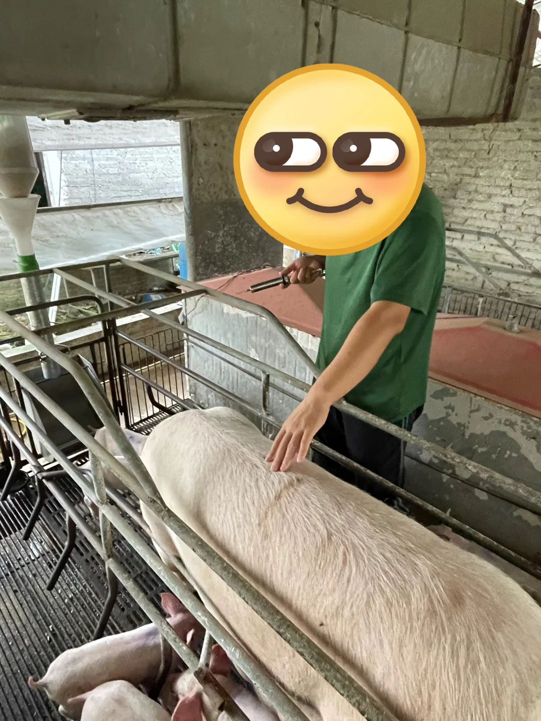 兽医专业毕业后进猪场——产房篇