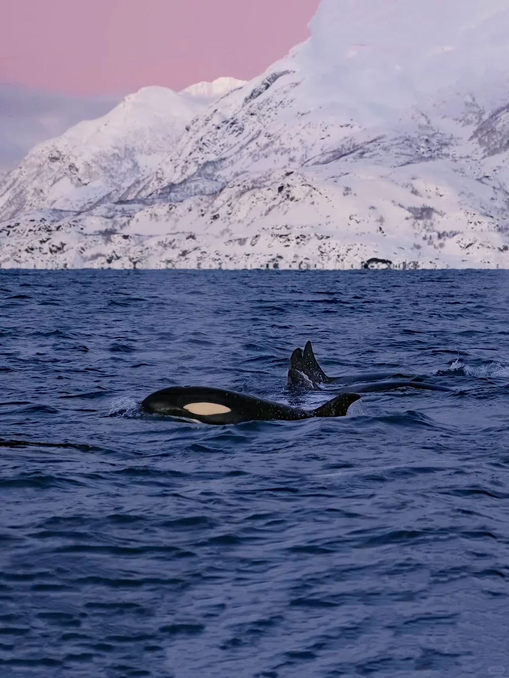 北欧三国7日邂逅北极光‼️穿越童话圣诞村