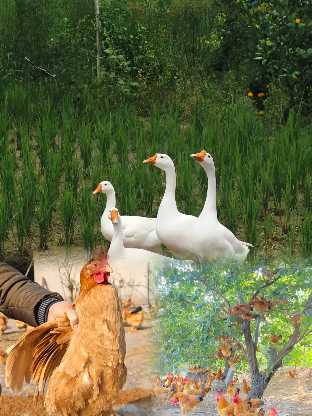 绍兴平水散养的山地鸡鸭鹅🐔肉质Q弹