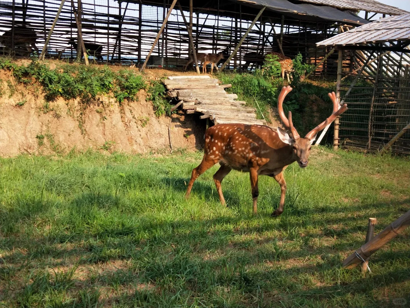 跌落神坛的梅花鹿茸