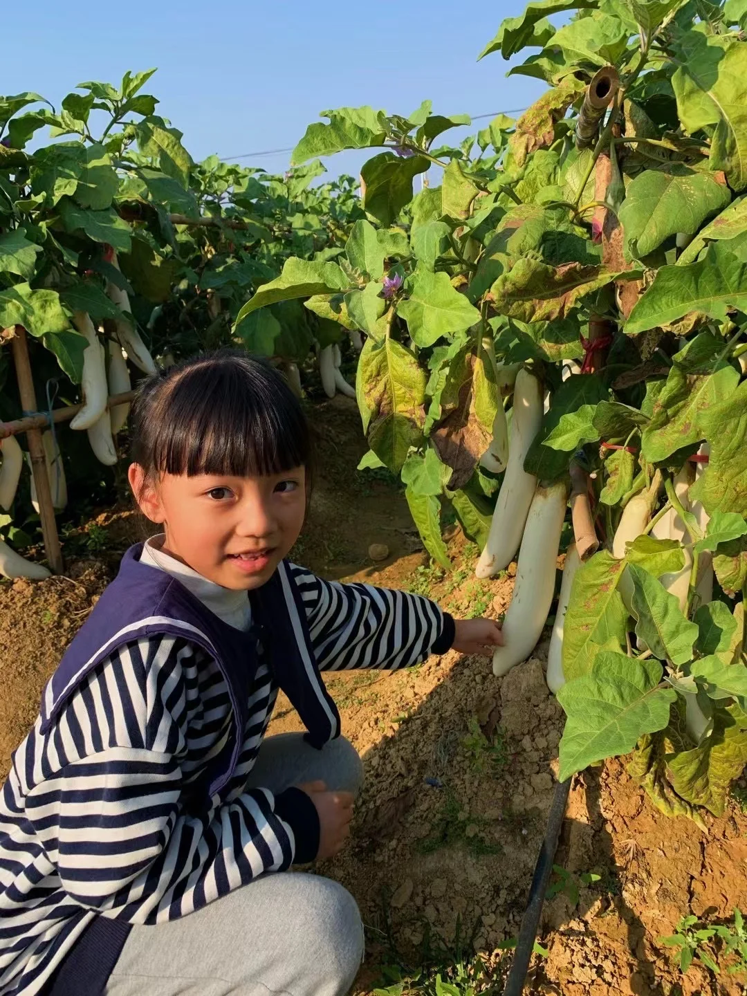 佛山农科院|限时免费开放❗最全攻略来啦