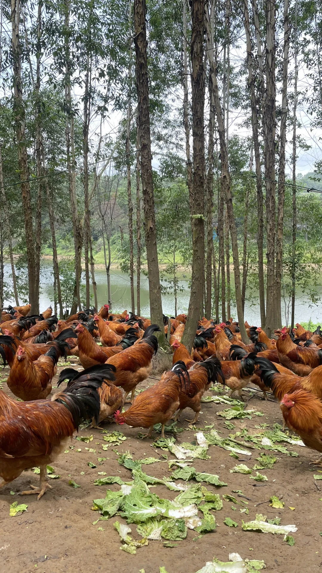 放养土鸡依山傍水