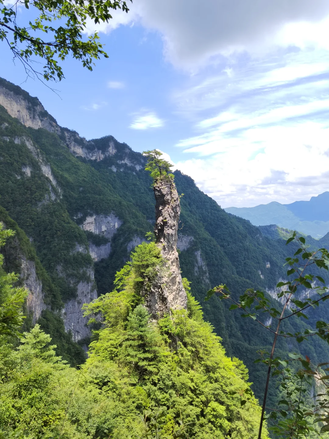 带你了解不一样的崖柏产区巫溪和城口料