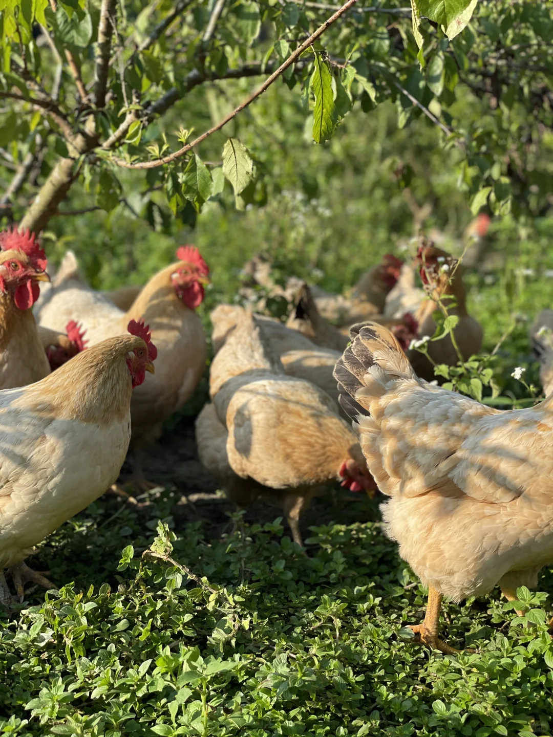 散养的快活鸡，没有烦恼的鸡会更美味吧