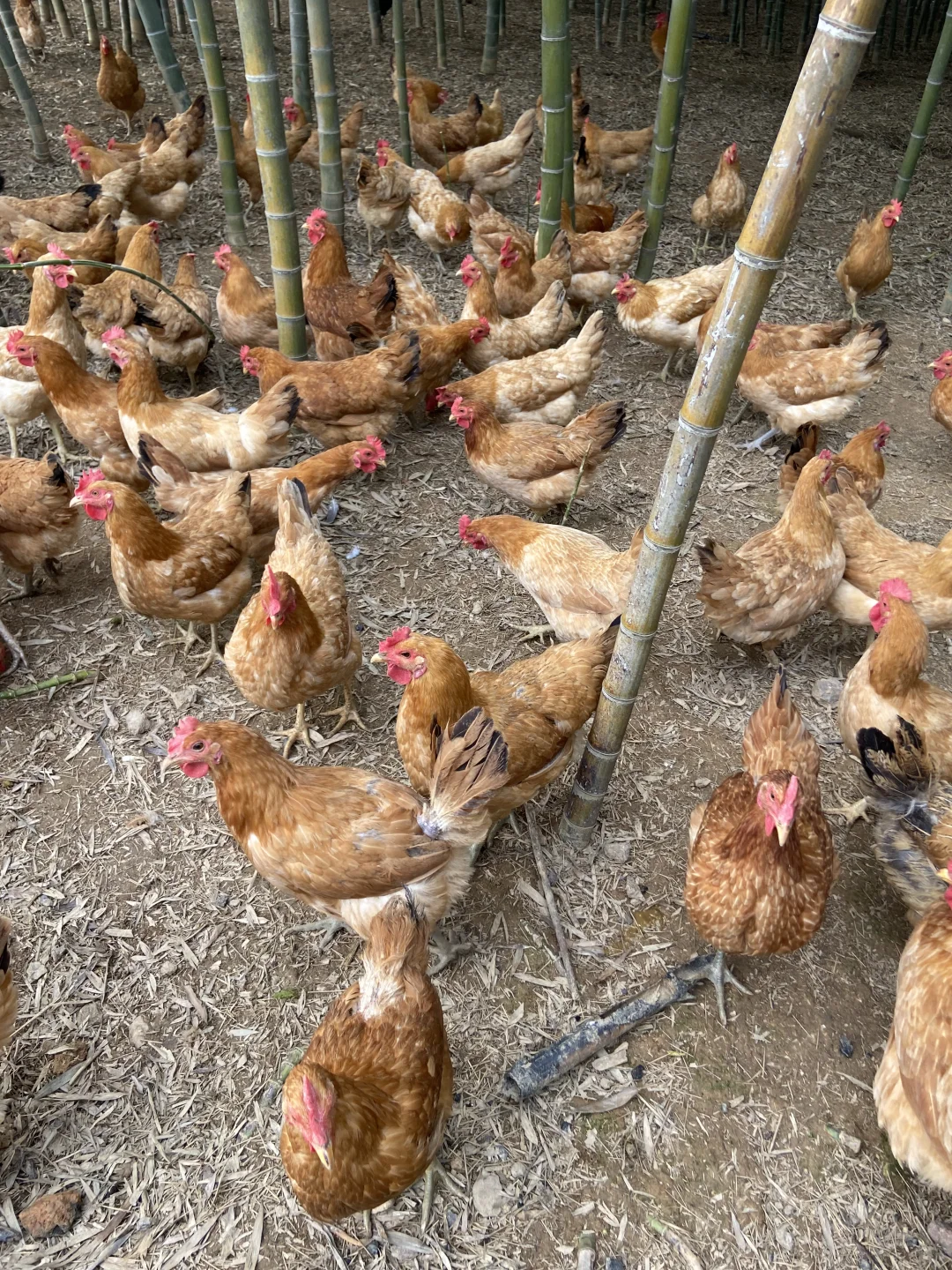 为什么农家散养土鸡更好？不懂的进来看看😱