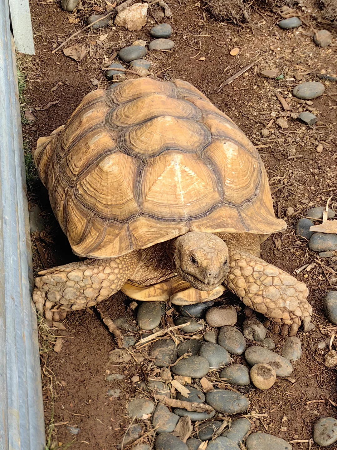🌴桂林洋热带农业公园