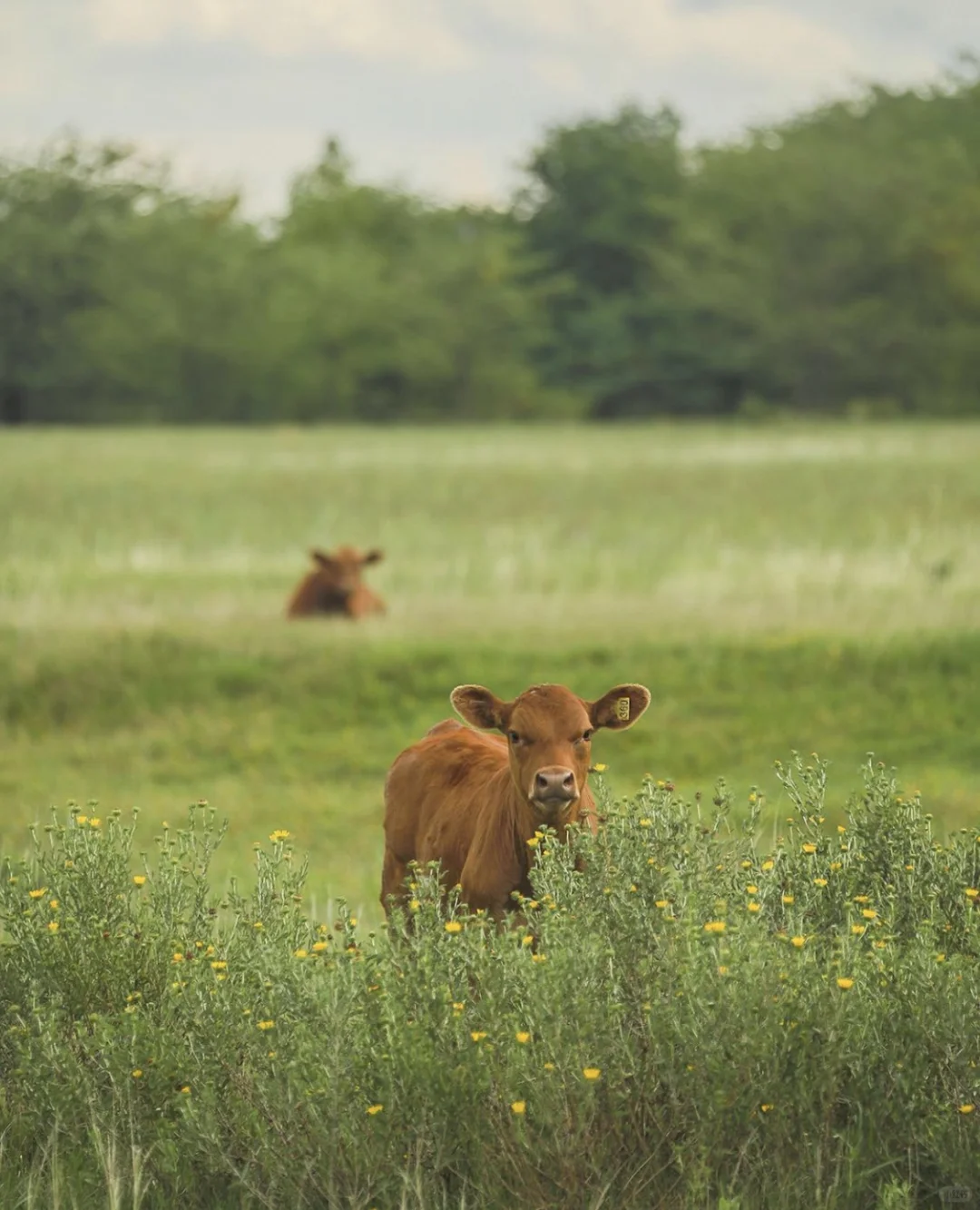 如何实施动物福利？🐄🌱