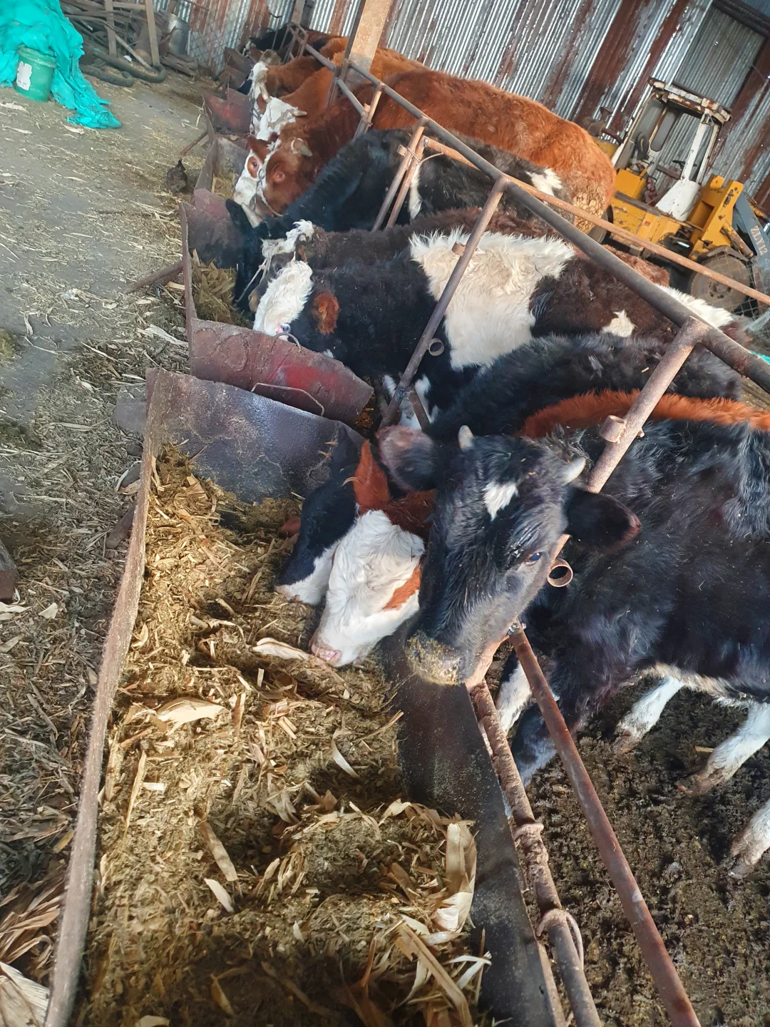 自家牛场之－小牛🐮