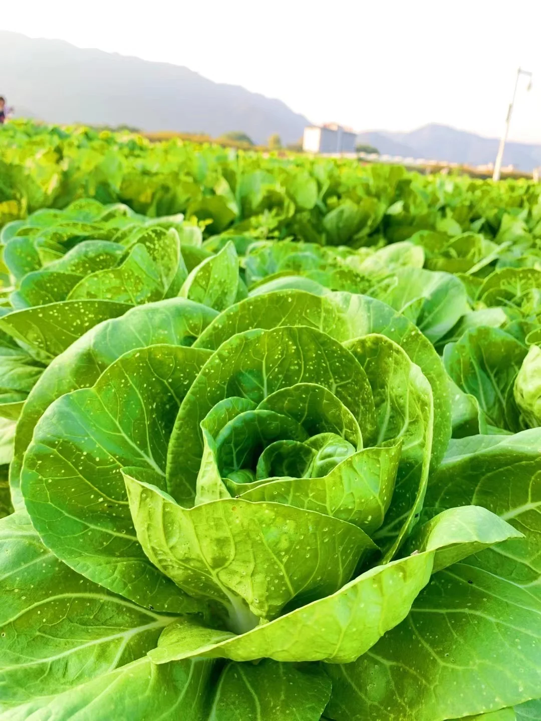 佛山农科院|限时免费开放❗最全攻略来啦