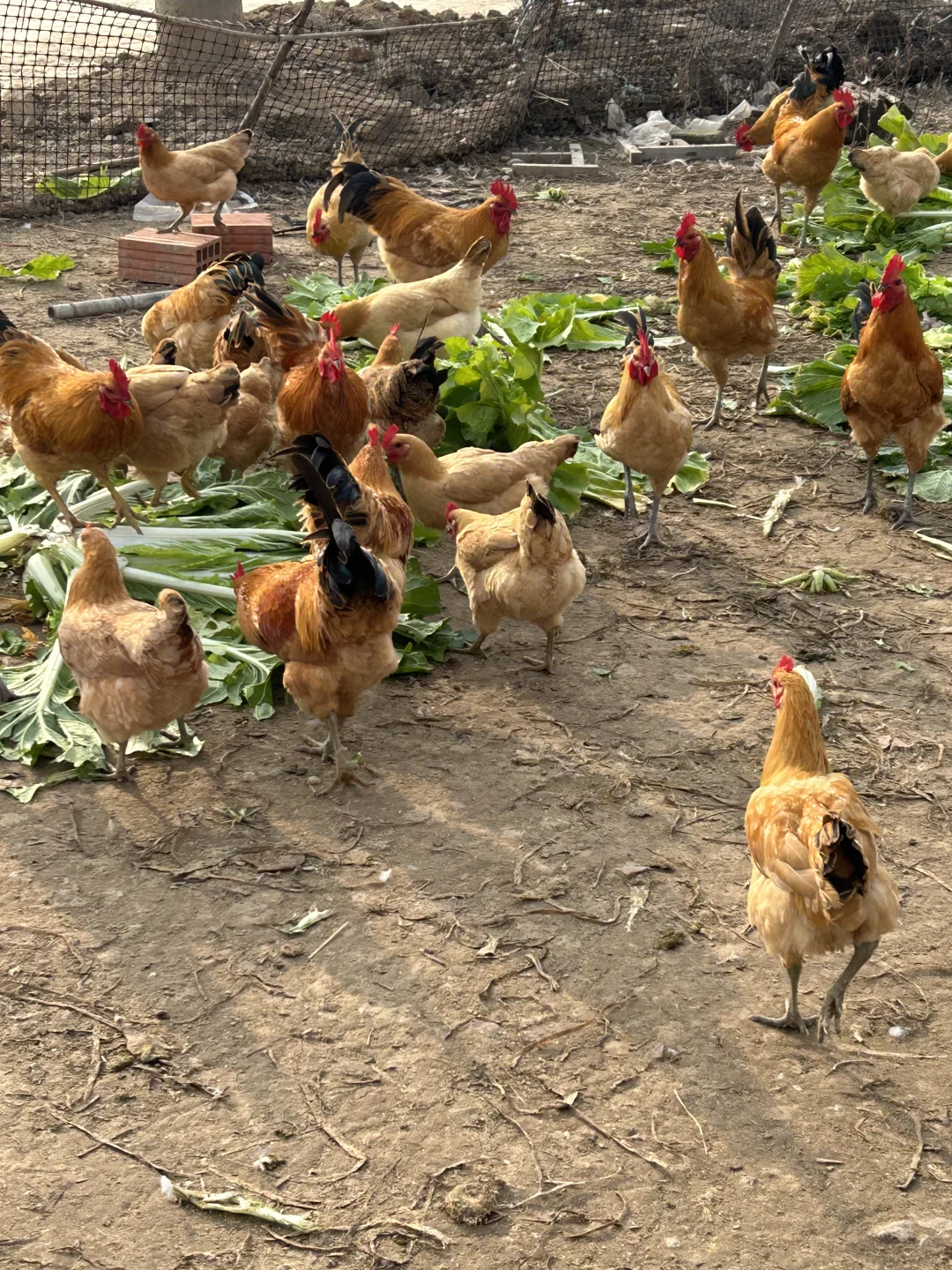 🐔正宗土鸡，城里买不到，农村卖不掉