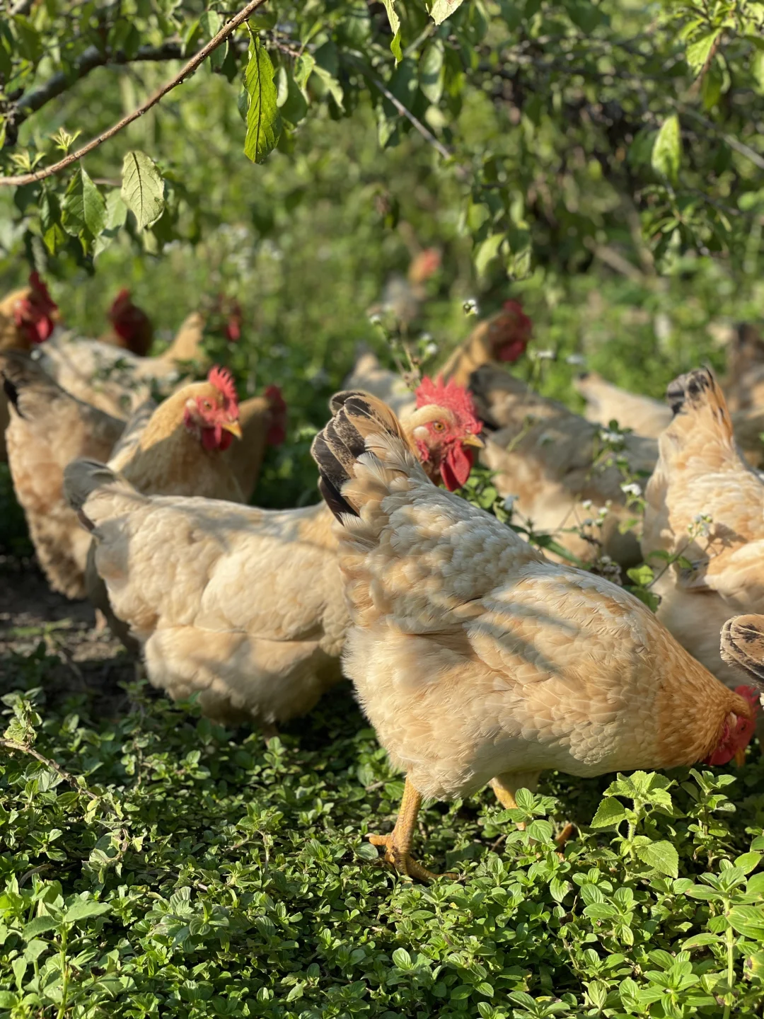 散养的快活鸡，没有烦恼的鸡会更美味吧