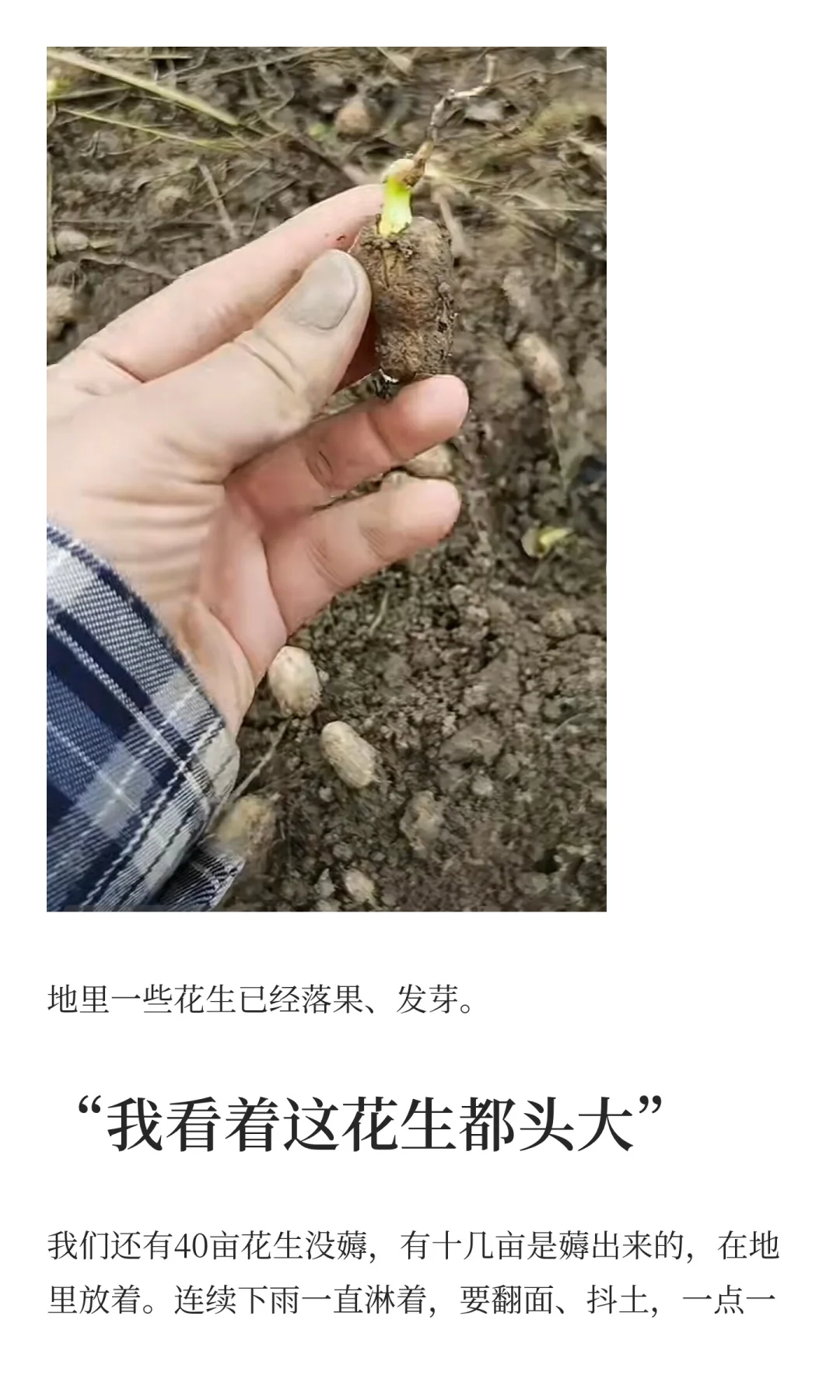 夏旱之后又秋涝，一位河南农户的花生抢收