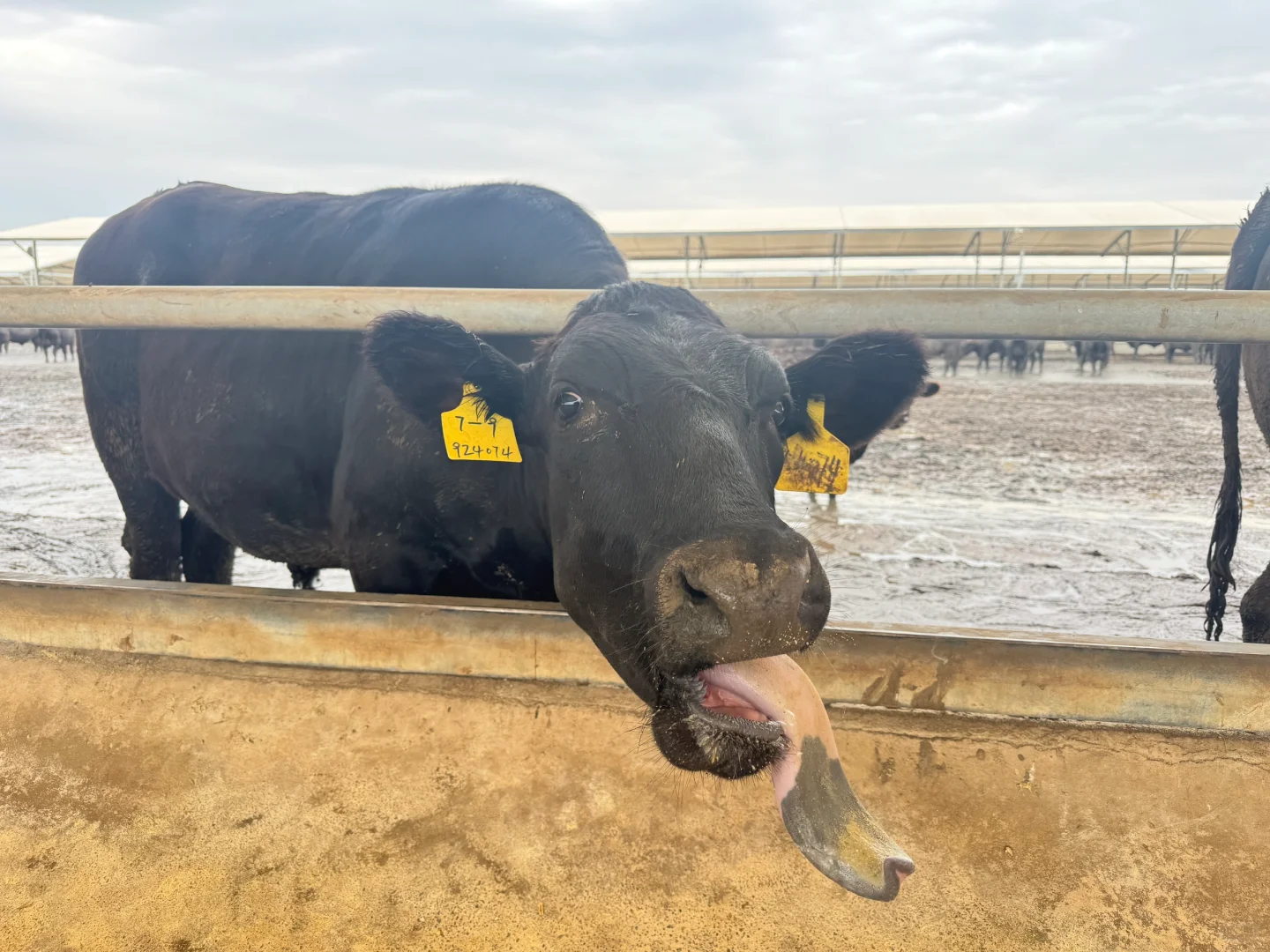 老板让我发小红书买牛……