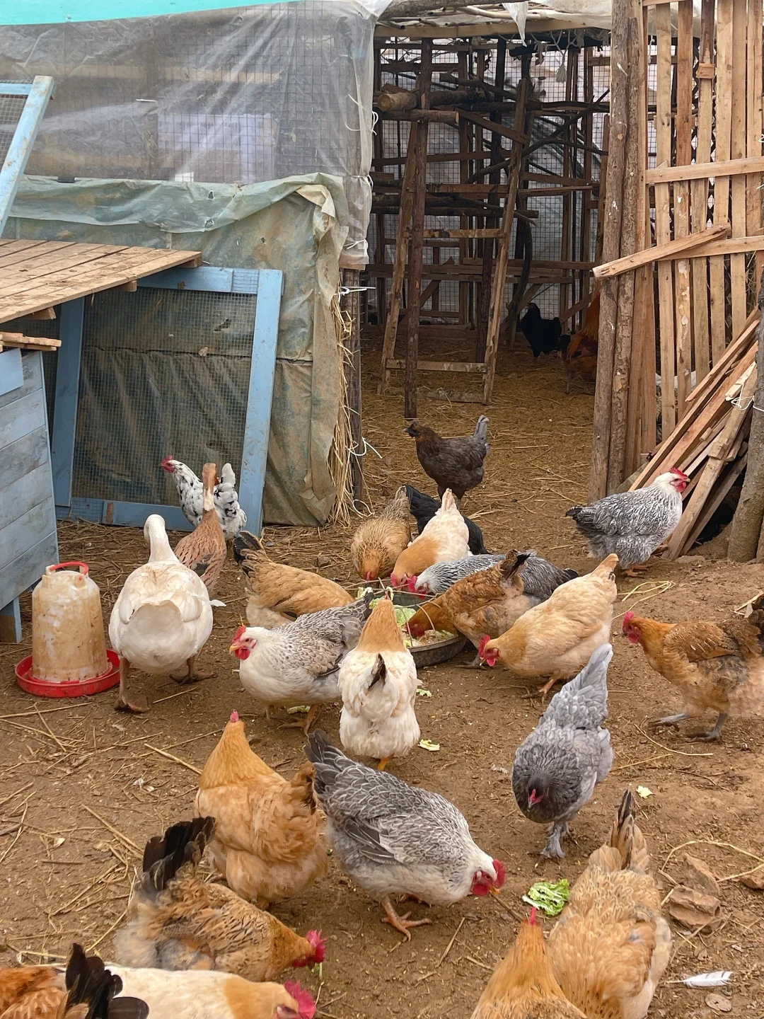 数一数我有多少种鸡！