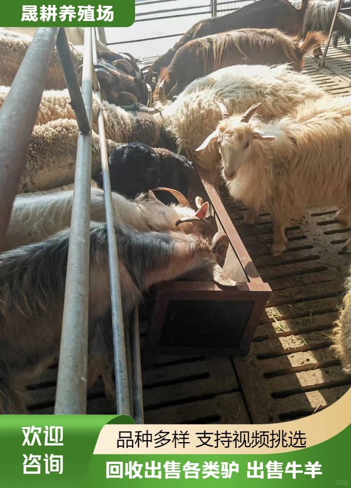 忻州宠物羊养殖场