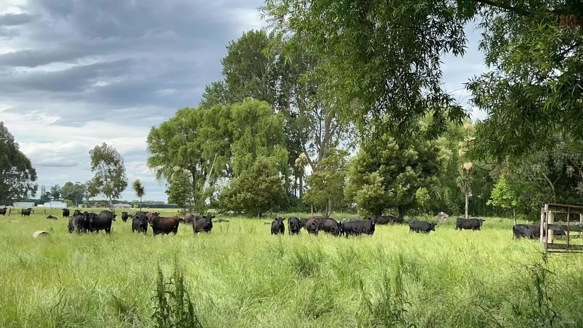 我们实现了从牧场直接到您餐桌