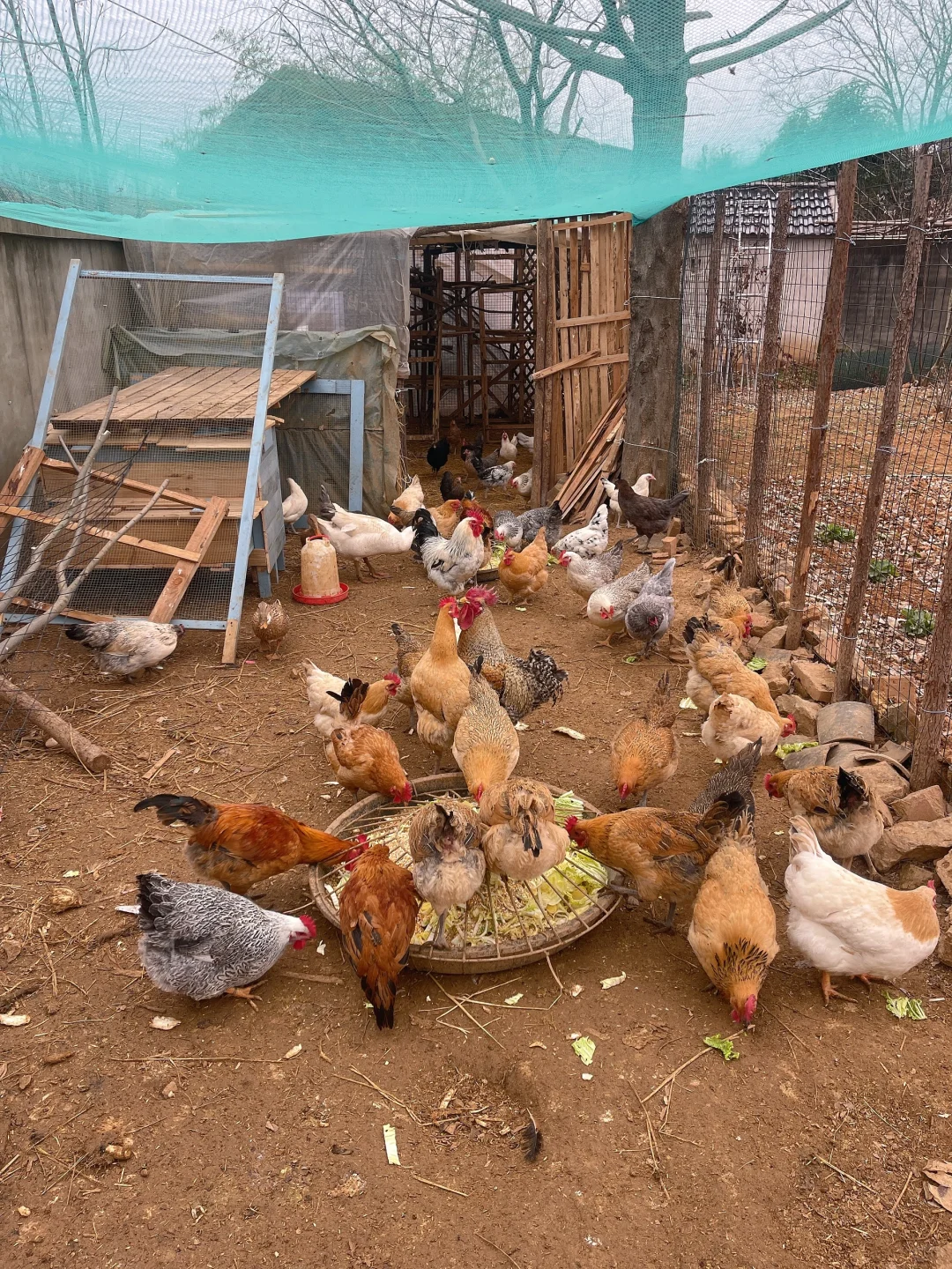 数一数我有多少种鸡！