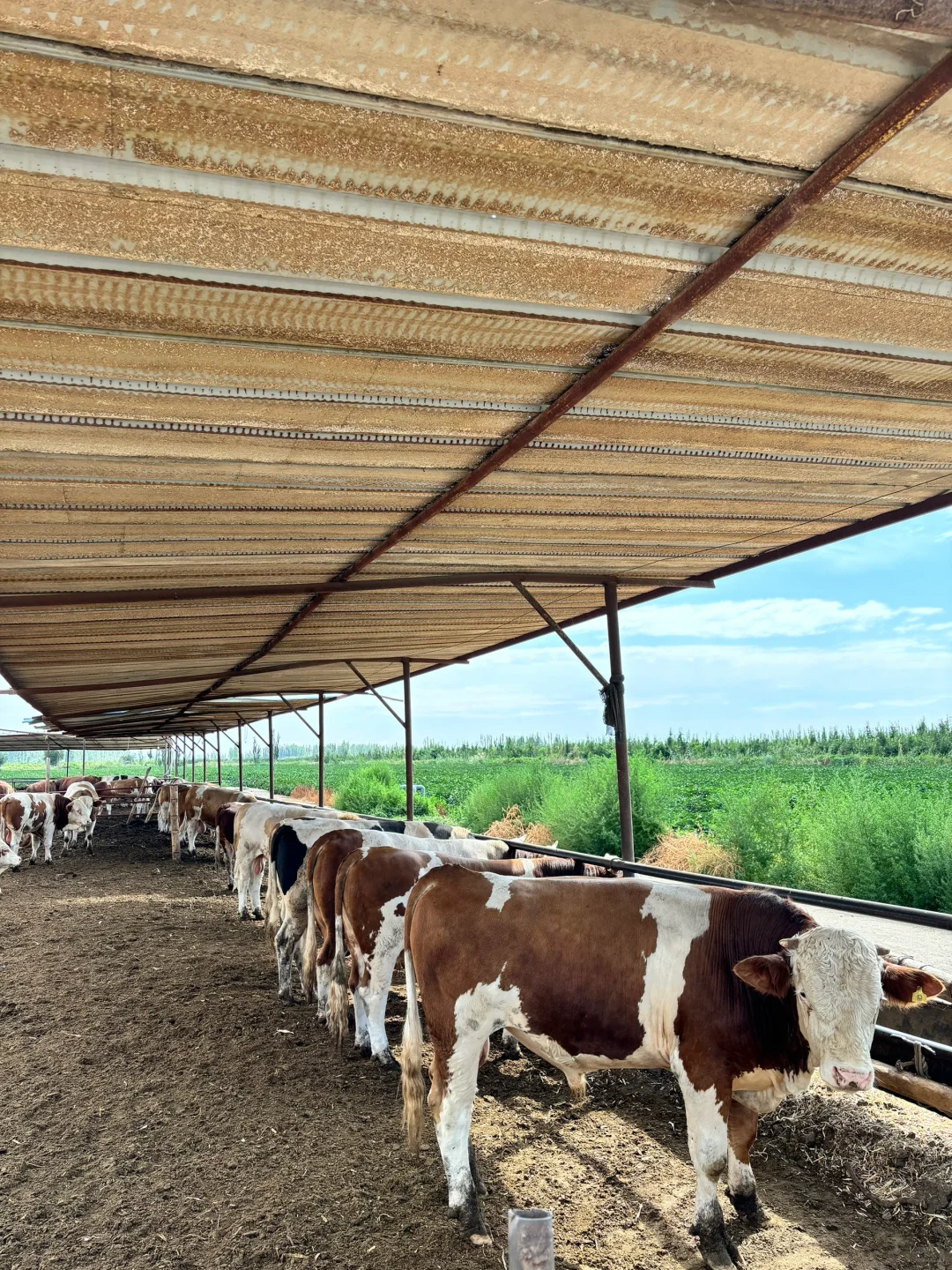 西门塔尔牛大量供应