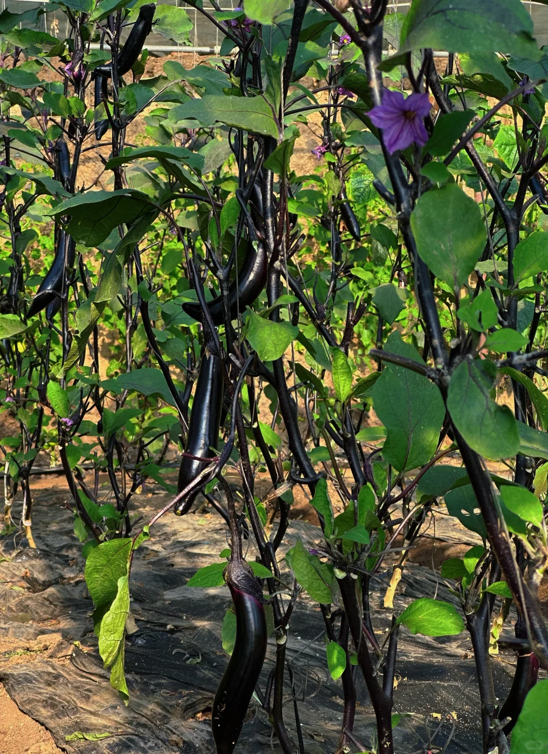 🌱从田间到舌尖 | 解锁生态农业的治愈