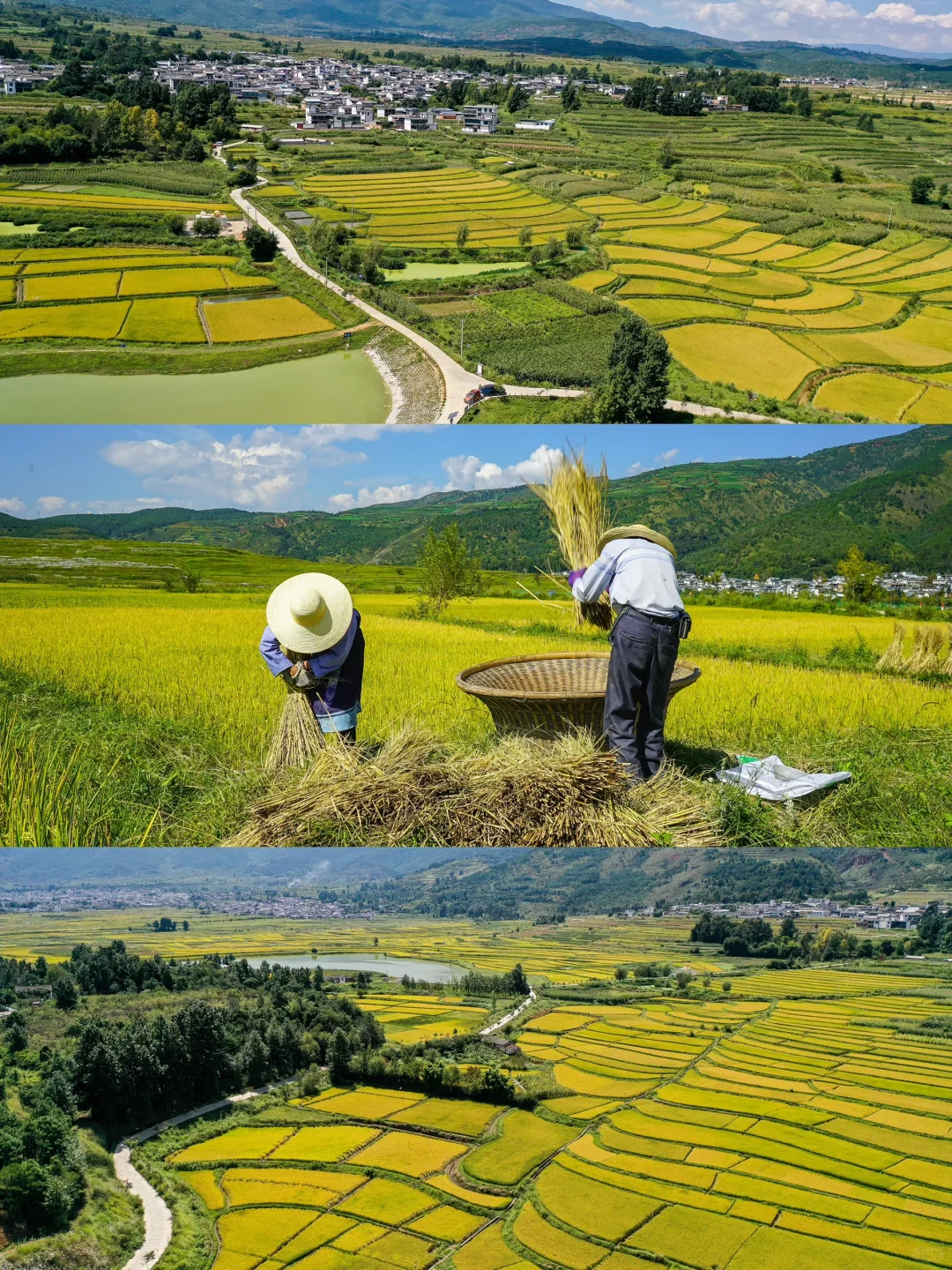 秋日稻浪 | 丰收前最美的沉默与期待 🍂🌾