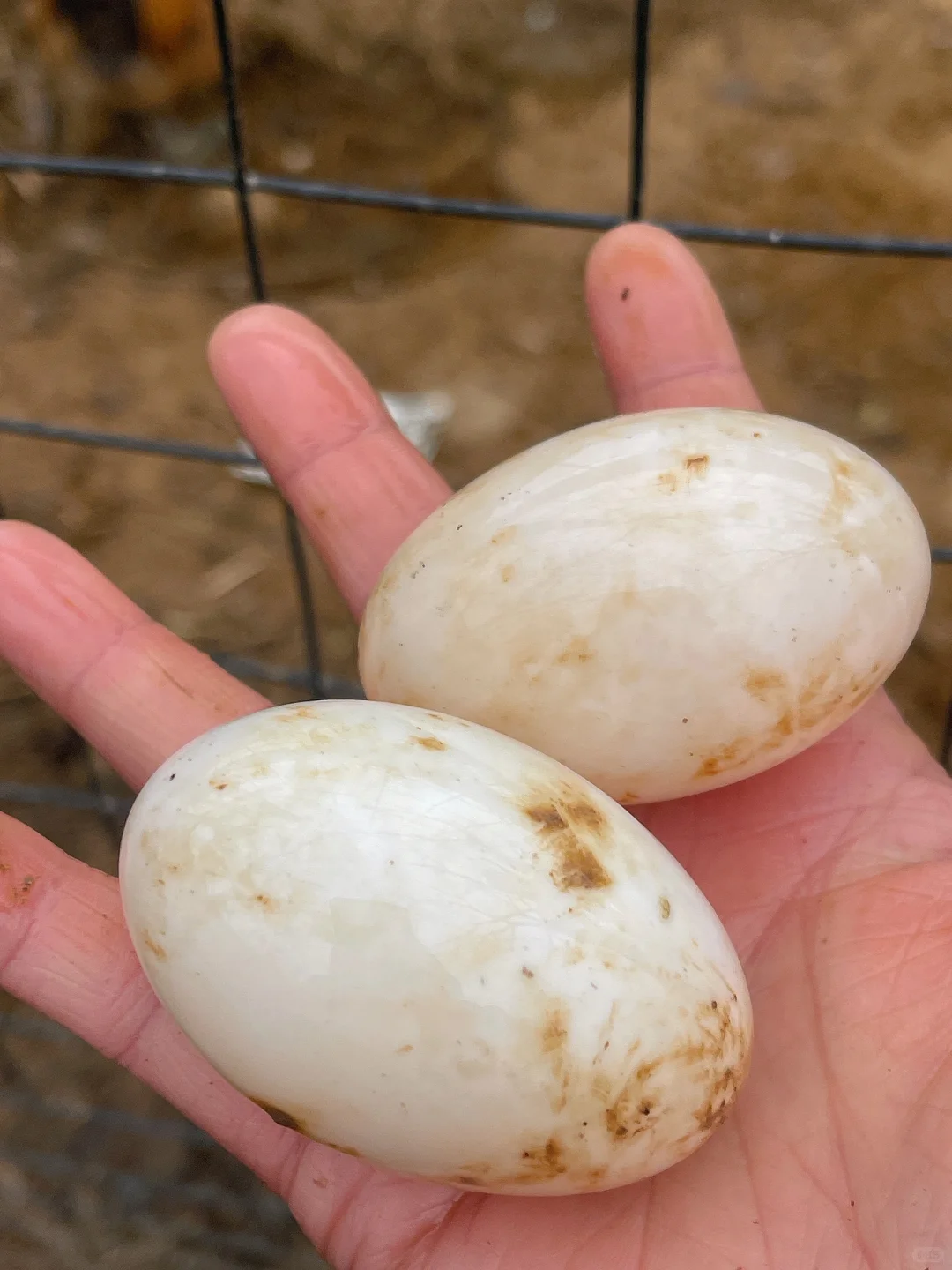 数一数我有多少种鸡！