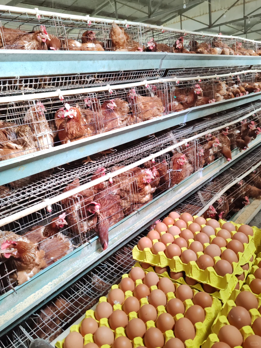 看看你们的鸡场，好可爱啊！