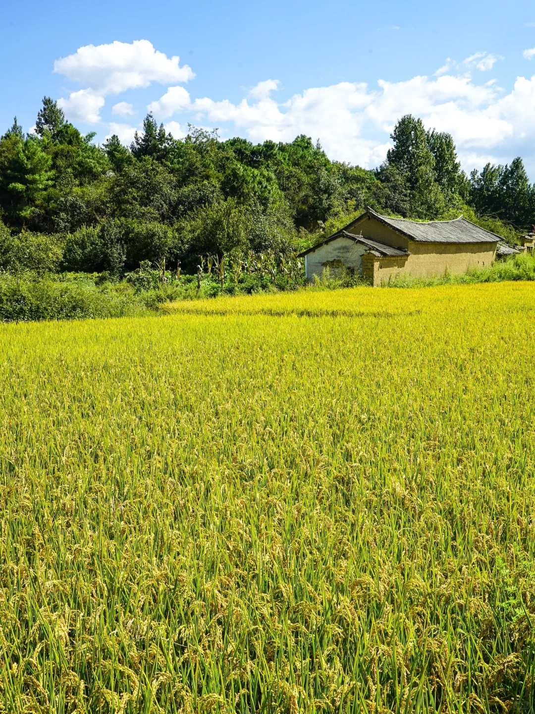 秋日稻浪 | 丰收前最美的沉默与期待 🍂🌾