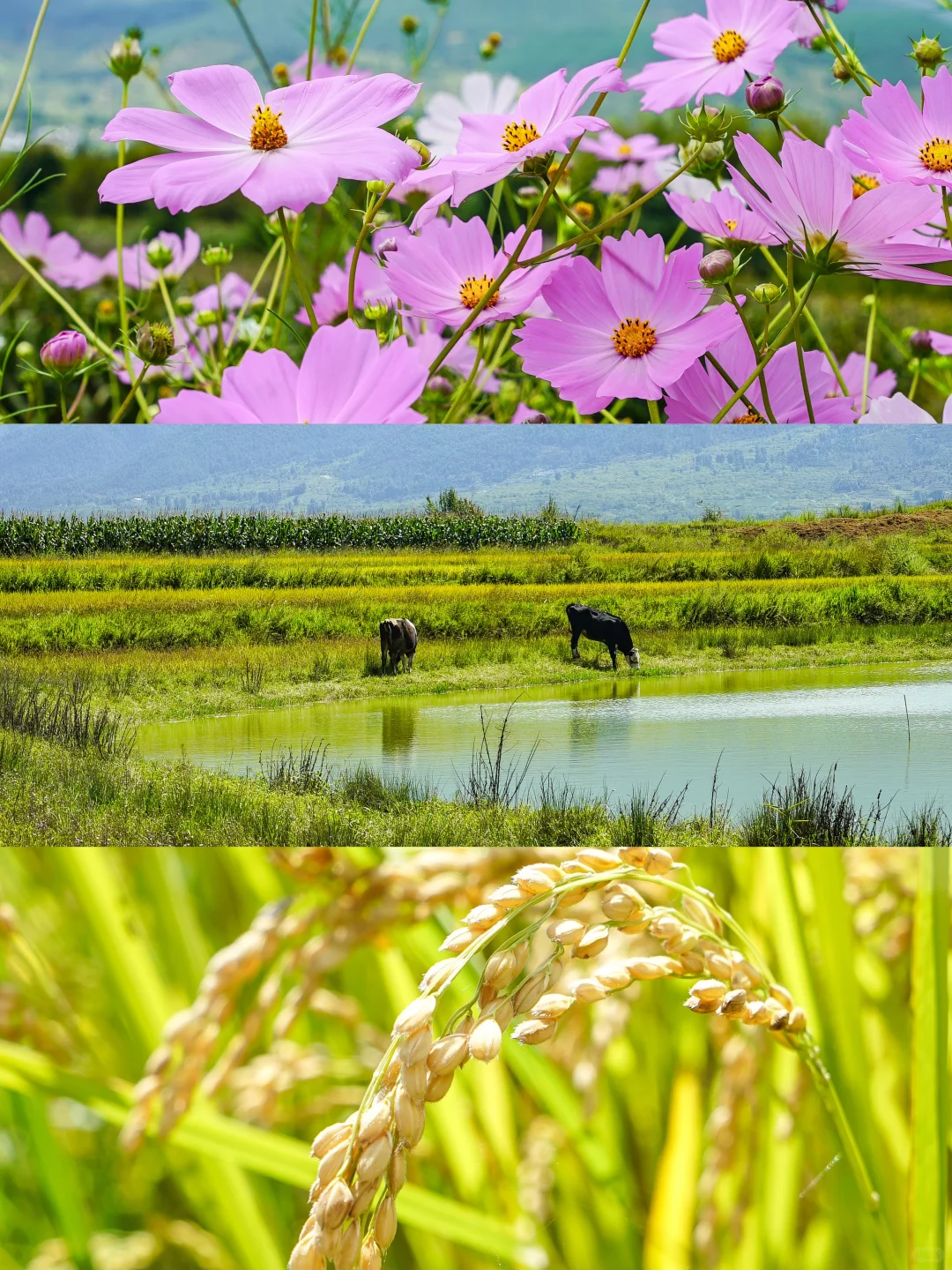 秋日稻浪 | 丰收前最美的沉默与期待 🍂🌾