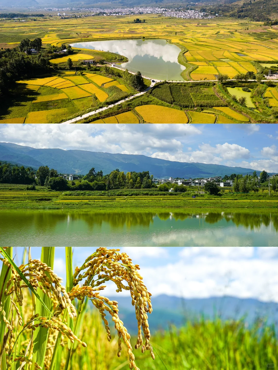 秋日稻浪 | 丰收前最美的沉默与期待 🍂🌾