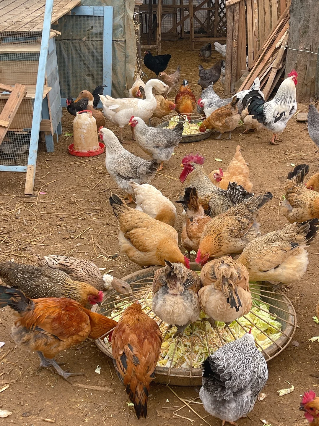 数一数我有多少种鸡！