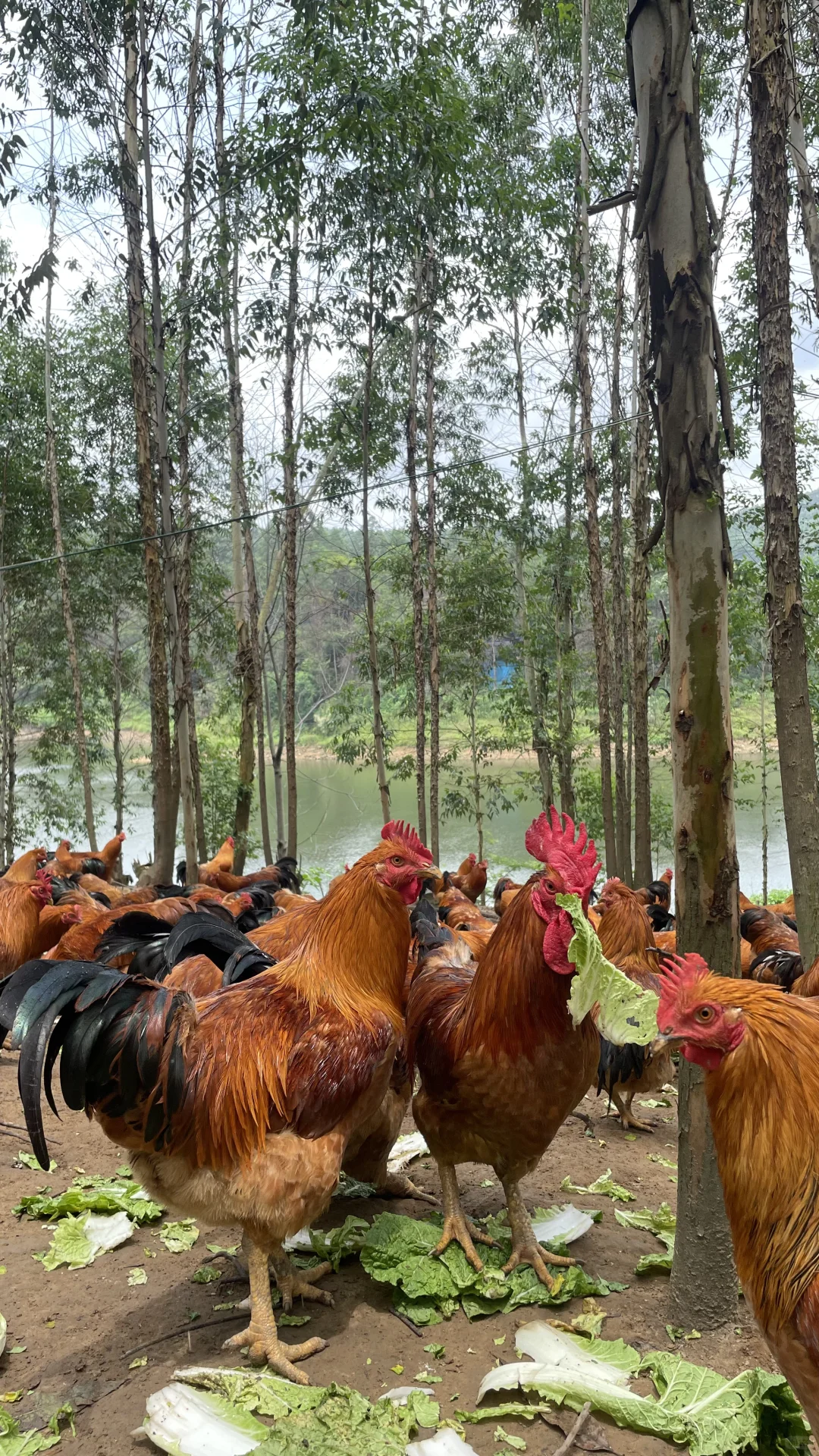 放养土鸡依山傍水