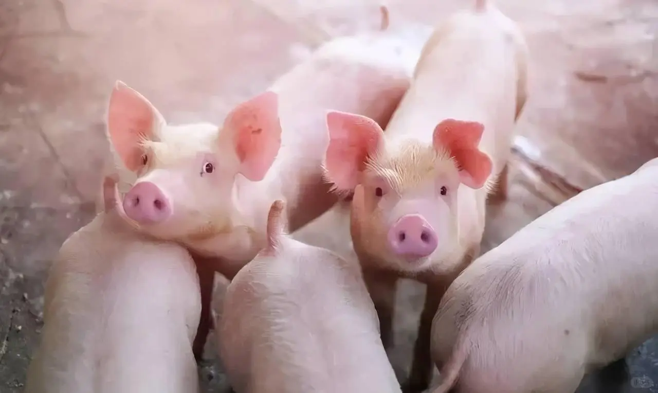 秋季养殖场养猪都要注意什么?