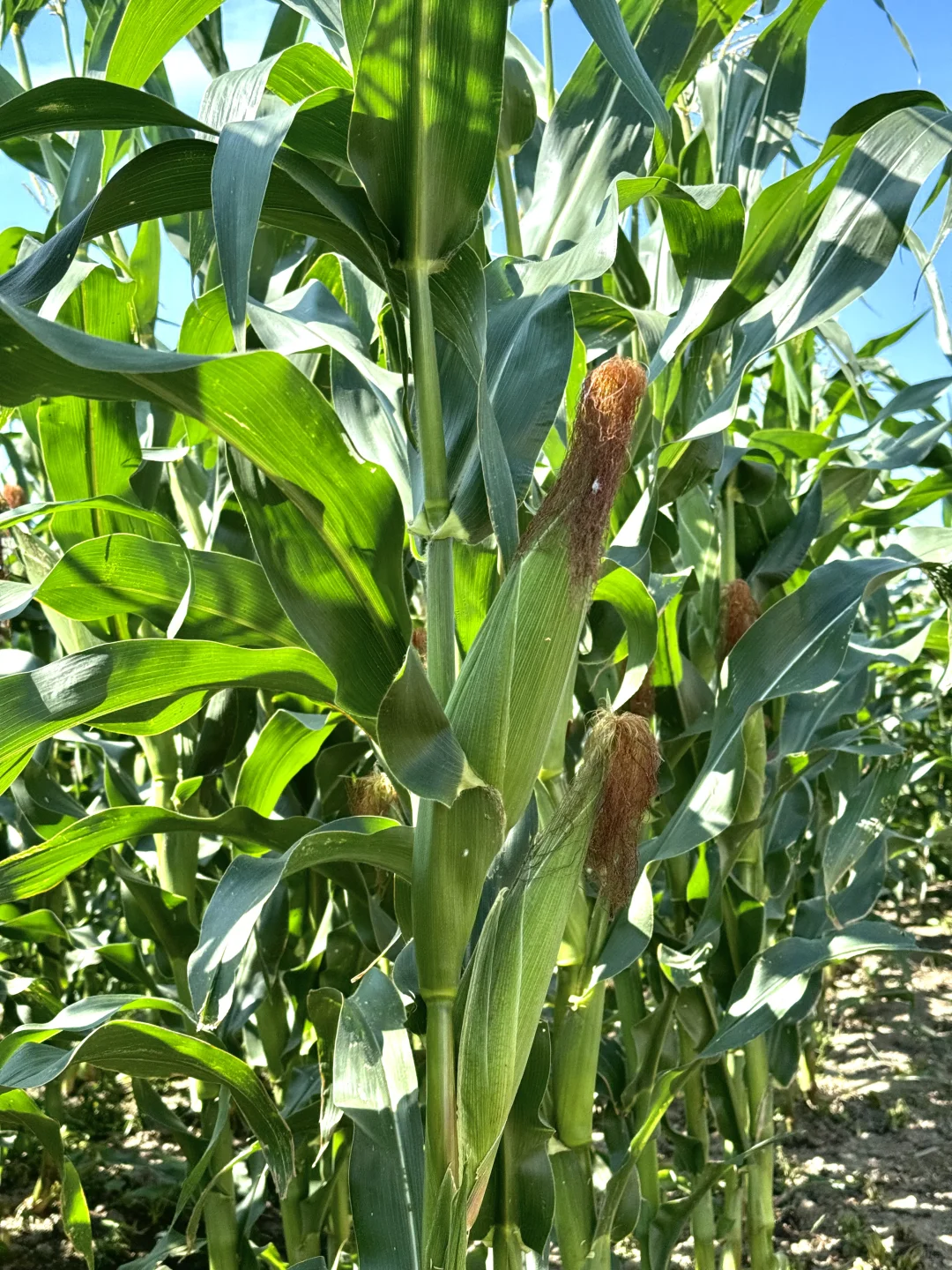 风吹麦浪，玉米熟了