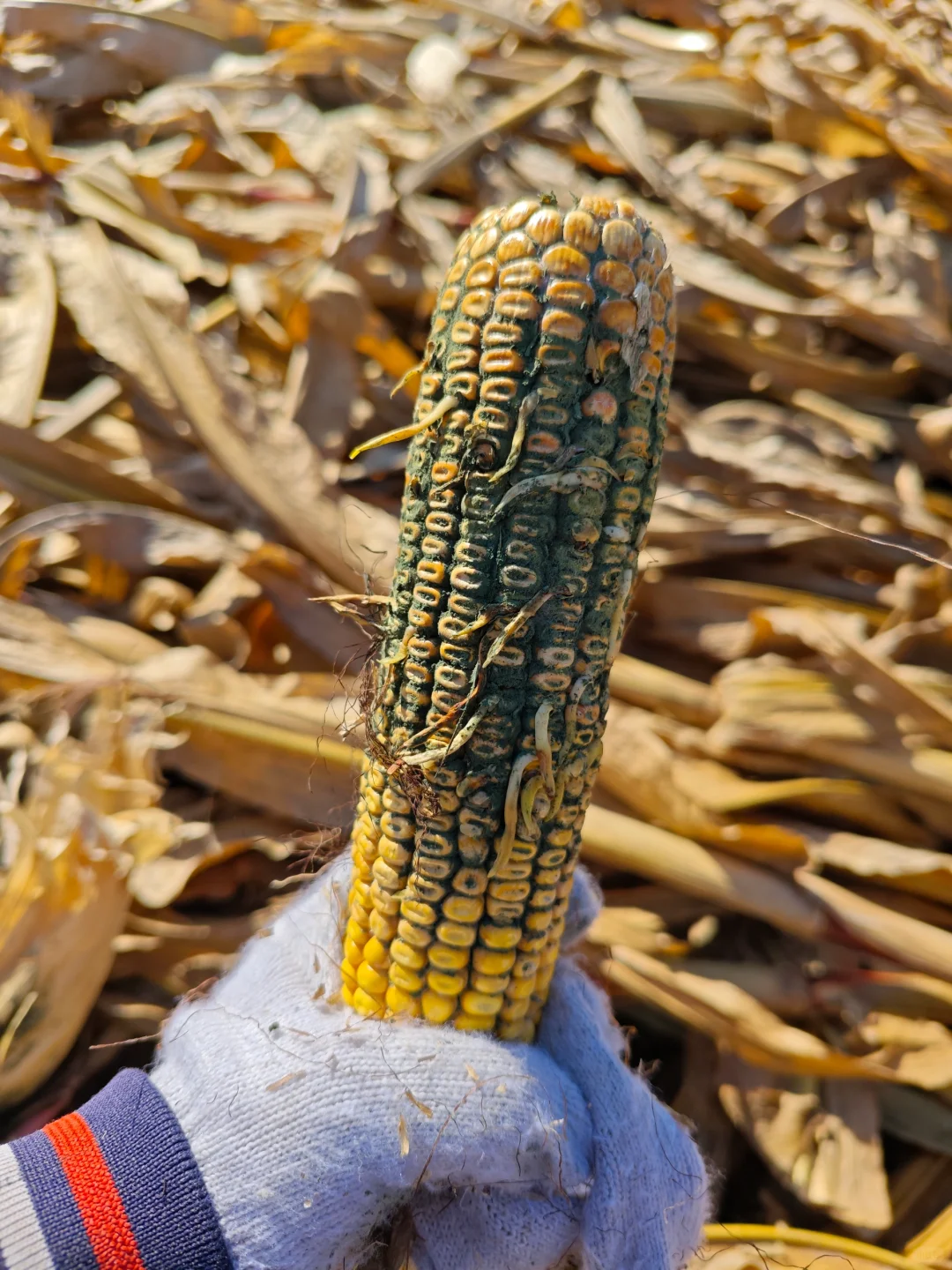 从掰苞米中学习到